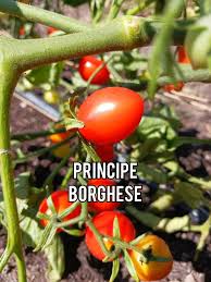Afbeeldingsresultaat voor principe borghese tomato