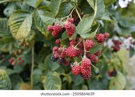 Image result for Rubus sectio
