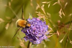 Attēlu rezultāti vaicājumam “Arctophila superbiens”