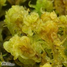 Attēlu rezultāti vaicājumam “Sphagnum subsecundum”