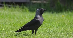 Attēlu rezultāti vaicājumam “Corvus monedula”