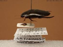 Attēlu rezultāti vaicājumam “Colymbetes paykulli”