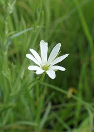 Attēlu rezultāti vaicājumam “Stellaria palustris”