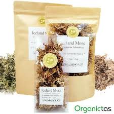 Attēlu rezultāti vaicājumam “Cetraria islandica”