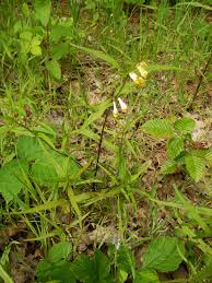 Attēlu rezultāti vaicājumam “Melampyrum pratense leaf”