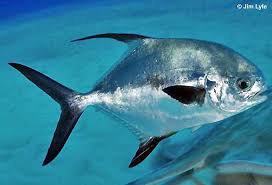 Image result for Trachinotus falcatus