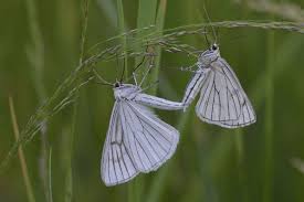 Attēlu rezultāti vaicājumam “Siona lineata”