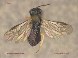 Attēlu rezultāti vaicājumam “Diderma subincarnatum sessile”