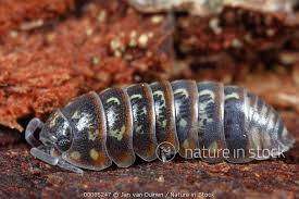 Attēlu rezultāti vaicājumam “Armadillidium pulchellum”