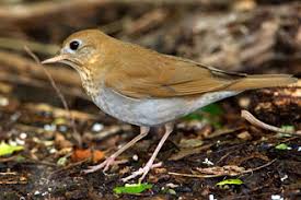 Image result for Catharus fuscescens