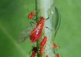 Attēlu rezultāti vaicājumam “Aphodius sp. imago”