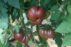 Afbeeldingsresultaat voor purple calabash tomato