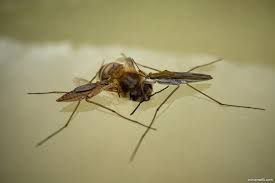 Attēlu rezultāti vaicājumam “Gerridae”