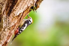 Attēlu rezultāti vaicājumam “Dendrocopos medius”