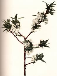 Attēlu rezultāti vaicājumam “Prunus cerasifera var. divaricata bud”