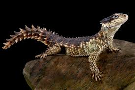 Attēlu rezultāti vaicājumam “Lycogala convexum young”