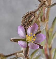 Attēlu rezultāti vaicājumam “Spergularia rubra flower”