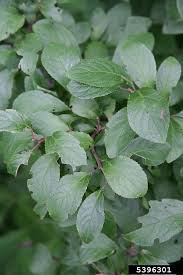 Attēlu rezultāti vaicājumam “Prunus spinosa”