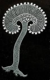 Attēlu rezultāti vaicājumam “Didymium megalosporum macro”