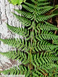 Attēlu rezultāti vaicājumam “Dryopteris dilatata”