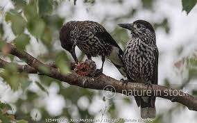 Image result for Nucifraga caryocatactes