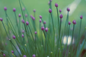 Attēlu rezultāti vaicājumam “Allium schoenoprasum bud”