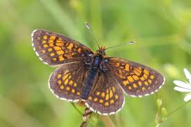 Attēlu rezultāti vaicājumam “Melitaea diamina”