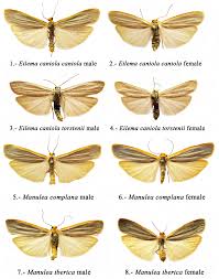 Attēlu rezultāti vaicājumam “Eilema depressa imago”