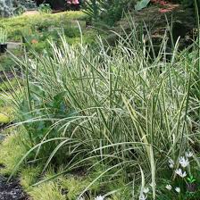 Image result for Acorus calamus