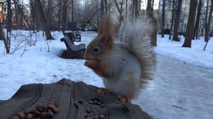 Картинки по запросу белку зажевало в диск