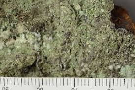 Attēlu rezultāti vaicājumam “Chaenotheca gracilenta”