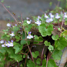 Attēlu rezultāti vaicājumam “Cymbalaria muralis flower”