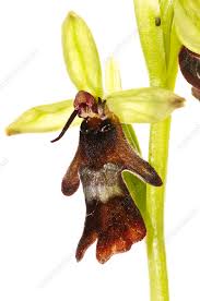 Attēlu rezultāti vaicājumam “Ophrys insectifera”