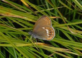Attēlu rezultāti vaicājumam “Coenonympha hero”