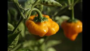 Afbeeldingsresultaat voor yellow mushroom hot pepper