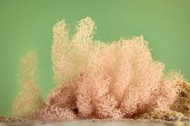 Attēlu rezultāti vaicājumam “Arcyria incarnata macro”