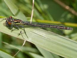 Attēlu rezultāti vaicājumam “Erythromma najas”