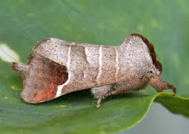 Attēlu rezultāti vaicājumam “Clostera curtula”