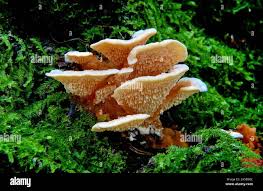 Attēlu rezultāti vaicājumam “Antrodiella serpula”