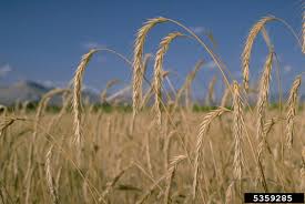 Attēlu rezultāti vaicājumam “Secale cereale”