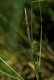 Attēlu rezultāti vaicājumam “Carex rostrata”