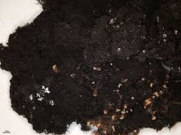 Attēlu rezultāti vaicājumam “Cystocoleus ebeneus”