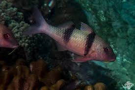 Image result for Parupeneus trifasciatus