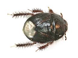 Attēlu rezultāti vaicājumam “Cydnidae”