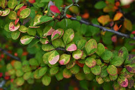 Attēlu rezultāti vaicājumam “Berberidaceae”