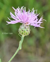 Attēlu rezultāti vaicājumam “Centaurea stoebe”
