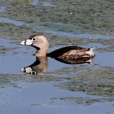 Image result for Podilymbus podiceps