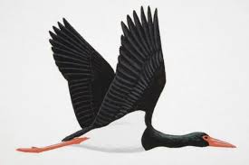 Attēlu rezultāti vaicājumam “Ciconia nigra adult”