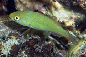 Image result for Scarus psittacus