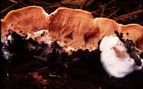 Attēlu rezultāti vaicājumam “Phlebia tremellosa”